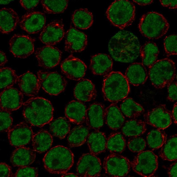 Anti-FIP1L1