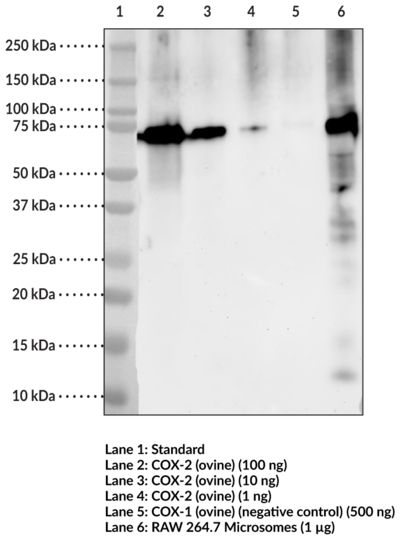 Anti-COX-2 (Clone 12C10)