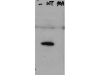 Anti-phospho-Hice1 (Ser70)
