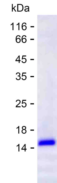 GRM1 (human), recombinant protein