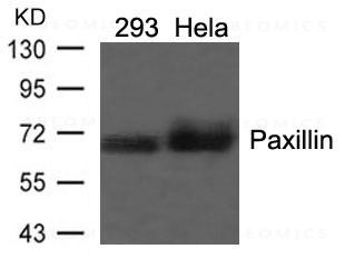 Anti-Paxillin (Ab-118)