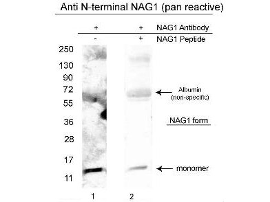 Anti-NAG-1 (N-terminal specific)
