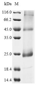 Protein U22 (U22), human herpesvirus 6B, recombinant