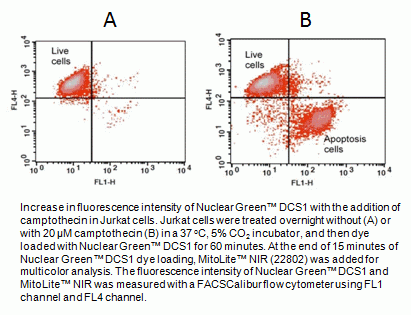 Cell Meter(TM) Nuclear Apoptosis Assay Kit