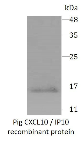 Pig CXCL10 / IP10 recombinant protein (Active) (His-tagged)