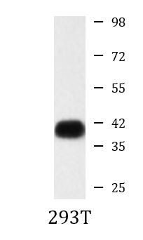 Anti-PP1C, clone 2F2-A3-H10