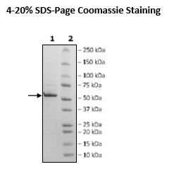 Nucleocapsid Protein (beta B.1.351 Variant), Avi-His-Tag (SARS-CoV-2)