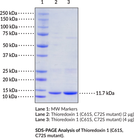 Thioredoxin 1 (C61S/C72S mutant, human, recombinant)