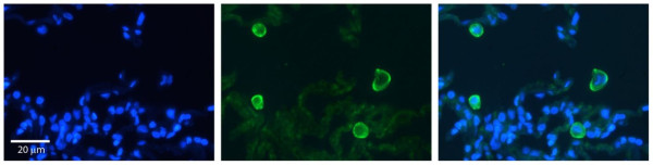 Anti-CA4 / Carbonic Anhydrase 4