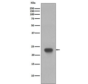 Anti-CD3 epsilon, clone EED-3