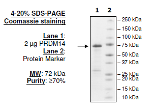 PRDM14, N-terminal GST-tag, human recombinant protein
