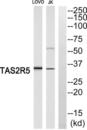 Anti-T2R5