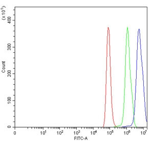 Anti-RORC / ROR gamma