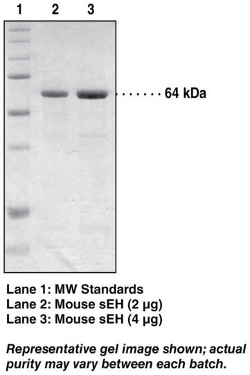 Soluble Epoxide Hydrolase (mouse, recombinant)