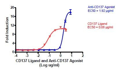 CD137/NF-kappaB Reporter - HEK293 Recombinant Cell Line