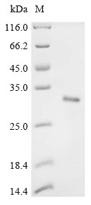 Collagen alpha-1 (XI) chain (Col11a1), partial, mouse, recombinant