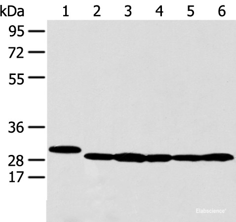 Anti-PRDX4