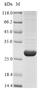 Genome polyprotein, partial, Bovine viral diarrhea virus, recombinant