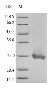 Platelet factor 4 (Pf4), mouse, recombinant