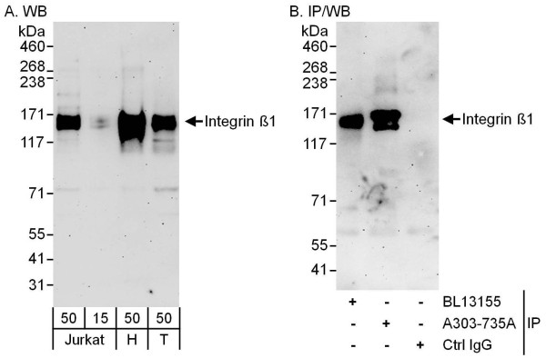 Anti-Integrin Beta 1