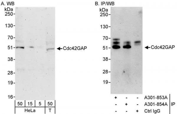 Anti-Cdc42GAP