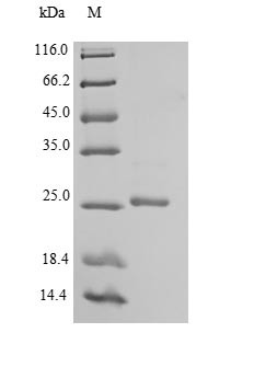 Ephrin-B3 (Efnb3), partial, mouse, recombinant
