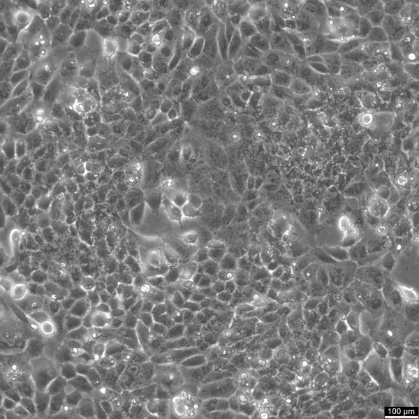 UMR-106 Cells