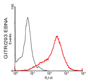 Anti-GITR (mouse), clone MGIT 02