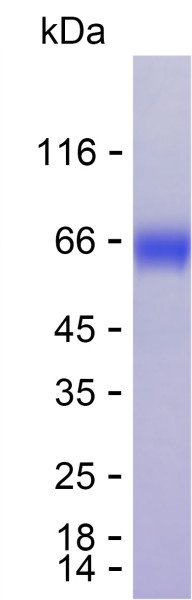 Recombinant Human PSG1 Protein