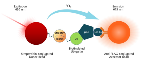 MDM2-Driven p53 Ubiquitination Assay Kit