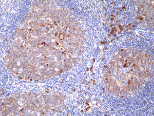 Anti-CD38 (human), Rabbit Monoclonal (RM388)