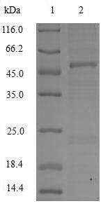 Apolipoprotein C-III (APOC3), Macaca fascicularis, recombinant
