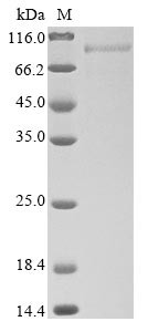T-cell immunoglobulin and mucin domain-containing protein 4 (TIMD4), partial, human, recombinant