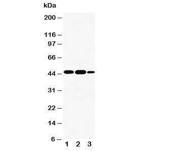 Anti-INDOL1