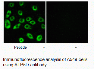 Anti-ATP5D