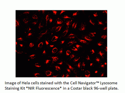 LysoBrite(TM) NIR