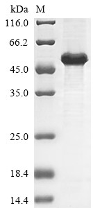 Homeobox protein NANOG (NANOG), human, recombinant