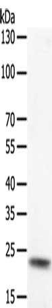 Anti-PTP4A2