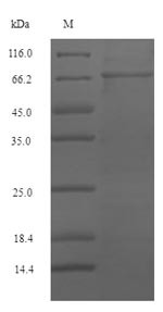 Serum response factor (Srf), mouse, recombinant