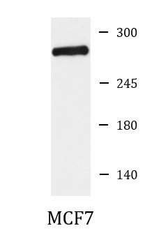 Anti-GOLGA4 / Golgin 245