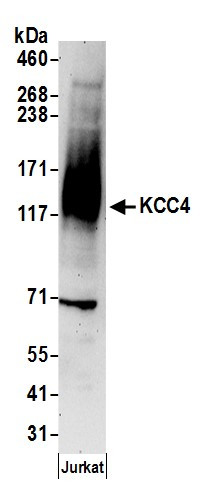 Anti-KCC4
