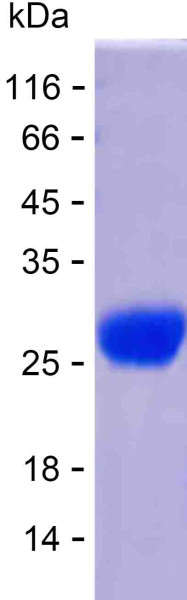 Recombinant Human MOB1A Protein