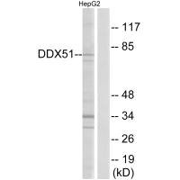 Anti-DDX51