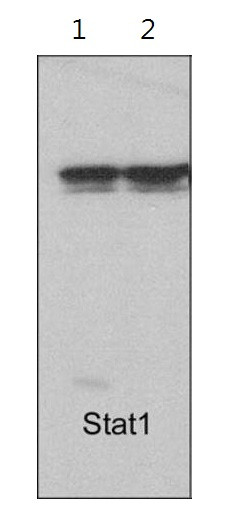 Anti-STAT1, clone M249