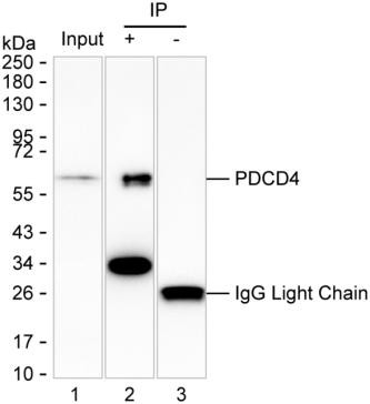 Anti-PDCD4