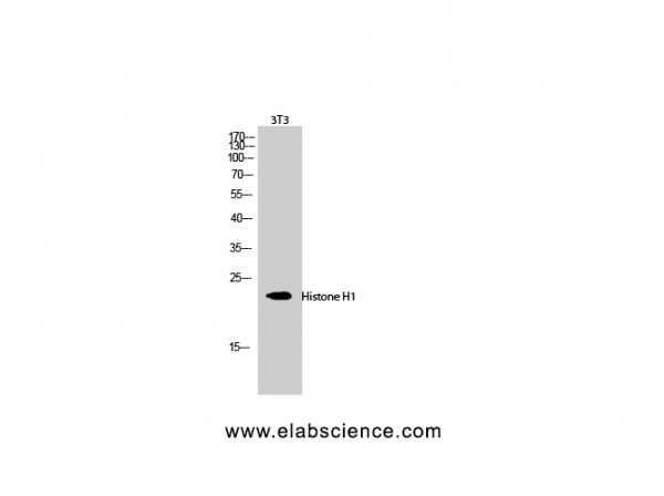 Anti-Histone H1