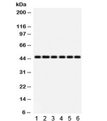 Anti-IDO1 / Indoleamine 2, 3-dioxygenase