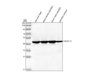 Anti-Zebrafish Pou5f1 / Pou5f3