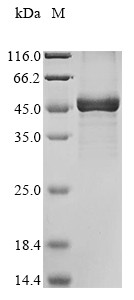 tRNA methyltransferase 10 homolog C (TRMT10C), human, recombinant