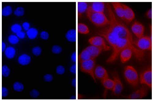 Anti-Mouse IgG (H+L) (TRITC), pre-adsorbed [Goat]